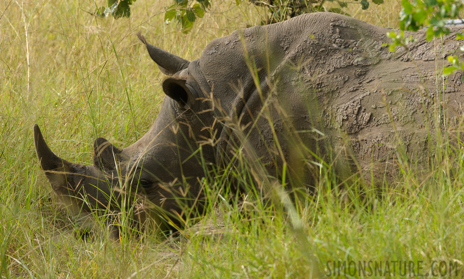 Ceratotherium simum simum [200 mm, 1/250 sec at f / 9.0, ISO 400]